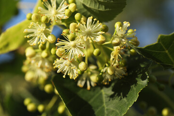 Light green flowers of linden tree. Summer linden blossom close up
