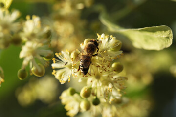 Small bee on light green flowers of linden tree. Summer linden blossom close up