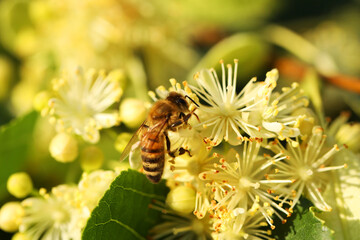 Small bee on light green flowers of linden tree. Summer linden blossom close up