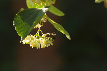 Small bee on light green flowers of linden tree. Summer linden blossom close up