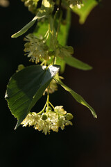 Light green flowers of linden tree. Summer linden blossom close up