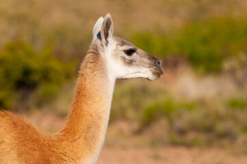 Guanacos in Lihue Calel National Park, La Pampa, Patagonia, Argentina.