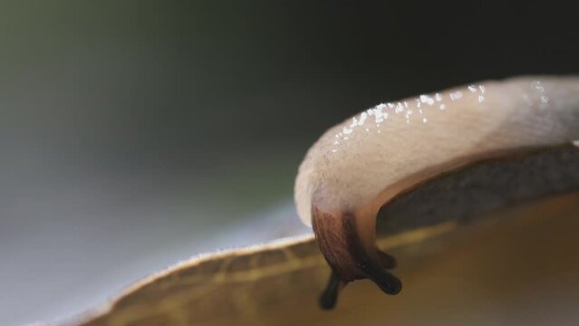 White slug in a sunny summer forest, crawling on a leaf, macro view 