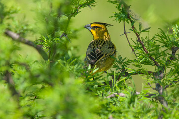 Yellow Cardinal, Gubernatrix cristata, Endangered species in La Pampa, Argentina