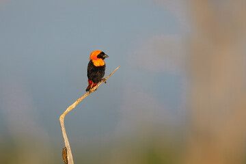 Euplectes orix (Southern Red Bishop). The southern red bishop or red bishop is a small passerine bird belonging to the bishop and widowbird genus Euplectes in the weaver family, the Ploceidae.