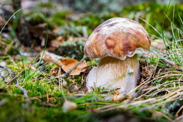 Porcini mushroom (boletus edulis) in the summer forest. 