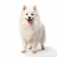 Obraz premium Japanese spitz dog breed standing against white background, AI Generated