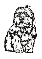 Coton de Tulear SVG, Dog Breed SVG, Dog SVG, Pet SVG, Cat SVG, Best Friend SVG, Guard SVG, Dog Lover SVG, Peeking Animal SVG, Coton de Tulear Silhouette, Vector, Clipart, Cut file for Cricut PNG, JPG,