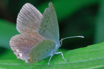 Fototapeta premium 【ツバメシジミ？】