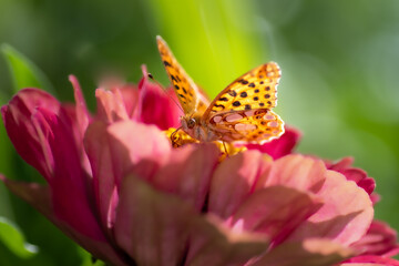 butterfly on flower