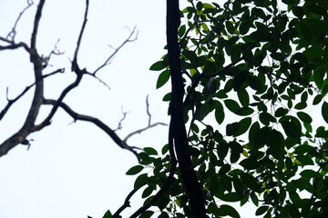 tree branches with leaves