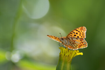 butterfly on a flower