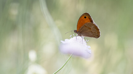 butterfly on a flower