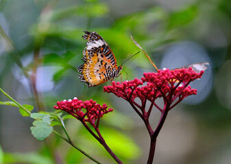 butterfly on flower