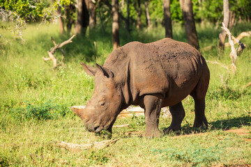 Fototapeta premium An endangered white rhinoceros (Ceratotherium simum) grazing in grassland, South Africa, Krugen national park, 4k resolution, 