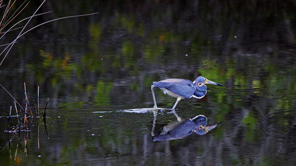 Tricolor heron wading and fishing