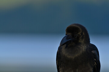 ハシブトガラス