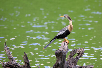 Anhinga perched on a tree stump looking backwards to the left