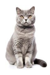 Fototapeta premium A cat sitting on white background looking at the camera.