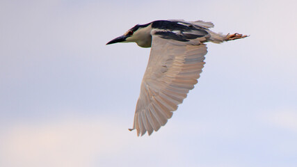 Closeup of a Black-crowned Night Heron flying
