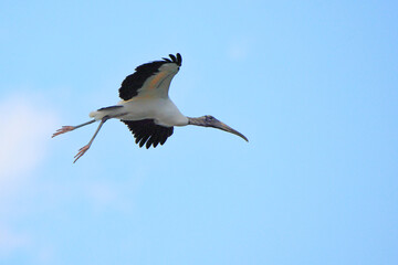 Wood Storks flying with a blue sky as a background