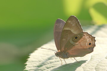 Fototapeta premium 【ヒカゲチョウ】