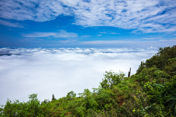 View from God's Window viewpoint with Aloe flowers foreground in Blyde River Canyon Nature Reserve, along the Panorama Route in Mpumalanga, South Africa