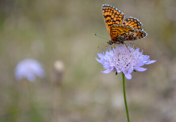 butterfly on flower