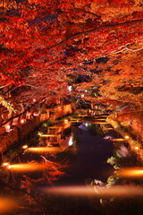 ライトアップされた滋賀県近江八幡 八幡堀の紅葉