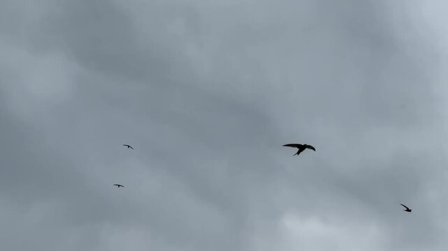 birds sparrows in flight in the dark sky.