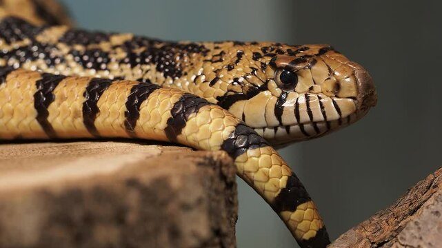 Pacific gopher snake or coast gopher snake, Pituophis catenifer sayi. Endemic to North America