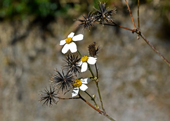 Black-jack flowers and seeds (Bidens pilosa) in Teresopolis, Rio de Janeiro, Brazil