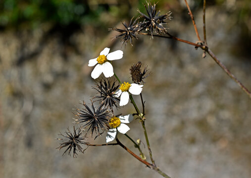 Black-jack flowers and seeds (Bidens pilosa) in Teresopolis, Rio de Janeiro, Brazil