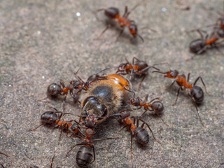 Nahaufnahme einer Gruppe Roter Waldameisen (Formica polyctena), die ein großes Insekt überwältigt haben und es nun zu ihrem Nest transportieren müssen.