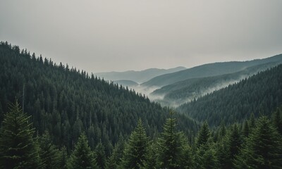 Obraz premium Misty landscape with fir forest in vintage retro style