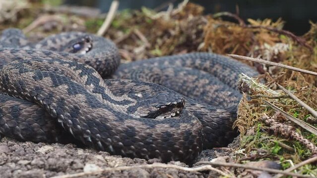 A group of Common European adder or common European viper (Vipera berus)