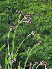 Pink flowers with green leaves. A plant in a Paris park.