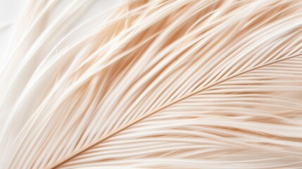 Delicate feather-like plant textures in sharp focus, abstract background, macro shot with high contrast, soft natural light, showcasing intricate and detailed structures, ideal for creative use