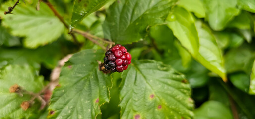 Blackberries grow in the garden. Ripe and unripe blackberries on a bush. selective focus.