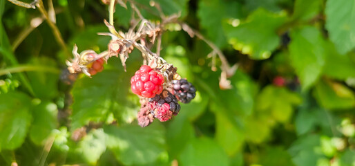 Blackberries grow in the garden. Ripe and unripe blackberries on a bush. selective focus.