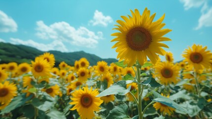 Vibrant Sunflower Field Under a Clear Blue Sky During Summer