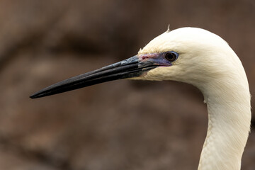 Little Egret (Egretta garzetta) - Commonly Found in Europe, Asia, Africa.