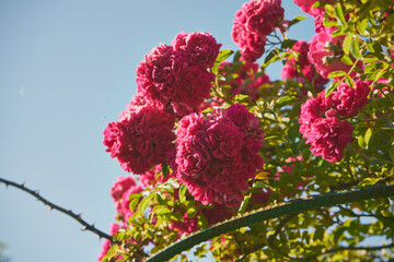 róże pnące  © Marcin Łazarczyk