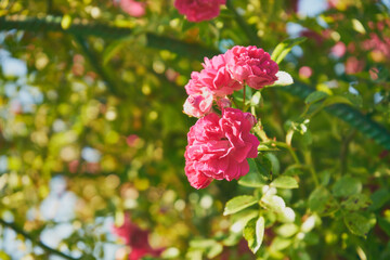 róze parkowe  © Marcin Łazarczyk