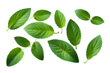 Fototapeta premium Green leaves