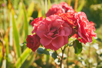 róże  © Marcin Łazarczyk