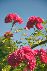 róże  © Marcin Łazarczyk