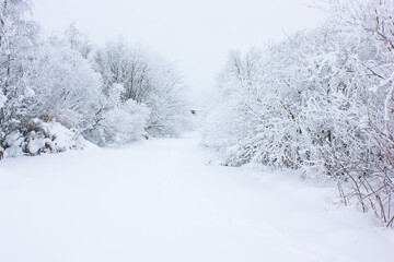 Frozen Forest: Nature's Icy Embrace
Snow-covered branches frame a tranquil winter vista. This ethereal landscape captures the silent beauty of a forest transformed by winter's touch
