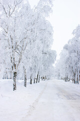 Snowy Birch Tree Avenue in Winter Wonderland. Frosty Path Through Frozen Forest Landscape