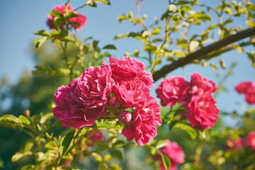 róże pnące  © Marcin Łazarczyk